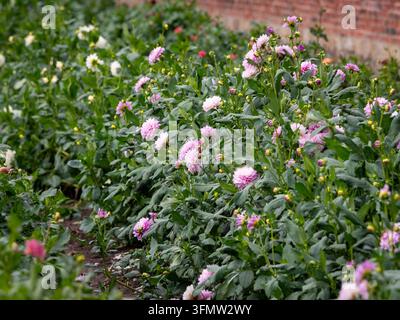 Pale pink dahlias flowering beside an old brick wall at Rowes at Priory Gardens in Guisborough, North Yorkshire, England. Stock Photo