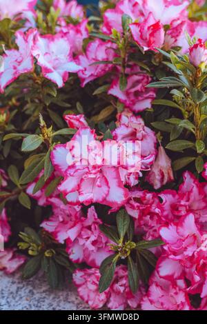 Vibrant Pink and White Azalea Flowers in Full Bloom Stock Photo