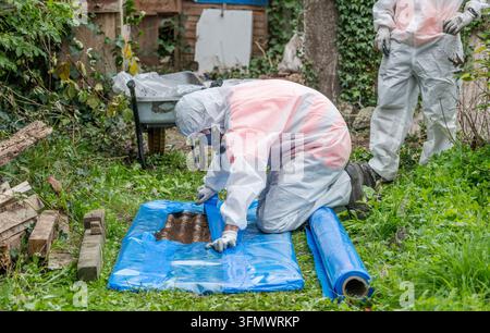 Man wearing protective suit (PPE) carefully wrapping asbestos sheets removed from an old shed (UK) Stock Photo