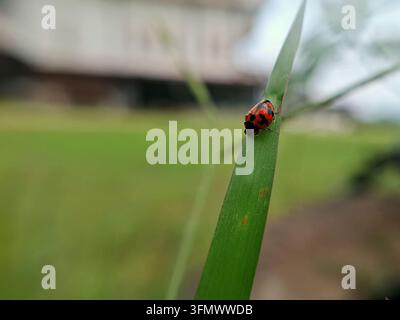 Red Spotted Ladybug Perched on Green Grass Blade Outdoor Macro. Macro photograph of an orange and black spotted ladybug crawling on a green grass. Stock Photo