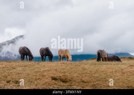 View of Icelandic horses grazing in a grassy field at Stokksnes with mountains shrouded in clouds in the background, Iceland. Stock Photo
