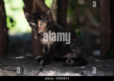 Tortoiseshell kitten sitting on rough stone ledge under wooden shelter with dappled daylight and alert pose Stock Photo