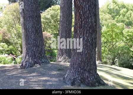 thick deeply furrowed scaly reddish-brown, dark-gray bark, mature pine tree trunks, wooded park setting (close-up, shade, sunshine) Stock Photo