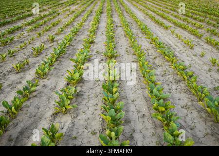 Rows of green sugar beet seedlings thriving in cracked dry soil, indicating agricultural growth and farming Stock Photo