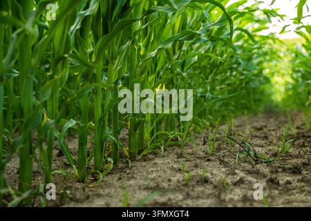 Green cornfield row showing young maize plants growing in fertile soil on a summer agricultural farm Stock Photo