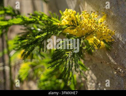 Golden Mimosa Flowers Blooming Against Old Stone Wall in Sunlight Stock Photo