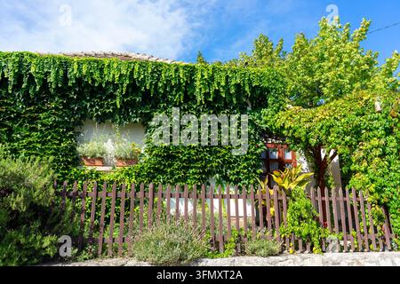 Ivy covered house facade with window and wooden picket fence Stock Photo