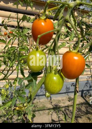 Close up of red and green cherry tomatoes growing on a branch in the garden. Ripe and unripe home grown organic vegetables ripening on a bush on a sun Stock Photo