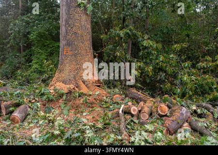 Cut sections of trimmed branches piled at base of pruned tree in forest by arborist / tree surgeon Stock Photo