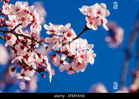 Branches of pink cherry plum blossoms with red buds against a bright blue sky, spring close up. Stock Photo