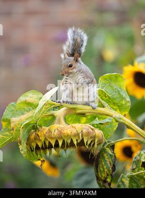 Squirrel hanging from giant sunflower eating the ripe sunflower seeds in an autumn garden - UK Stock Photo