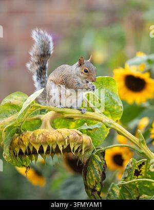Squirrel hanging from giant sunflower eating the ripe sunflower seeds in an autumn garden - UK Stock Photo
