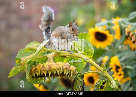 Squirrel hanging from giant sunflower eating the ripe sunflower seeds in an autumn garden - UK Stock Photo