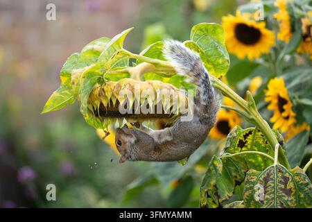 Squirrel hanging from giant sunflower eating the ripe sunflower seeds in an autumn garden - UK Stock Photo