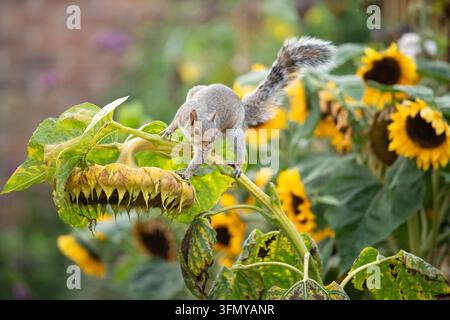 Squirrel hanging from giant sunflower eating the ripe sunflower seeds in an autumn garden - UK Stock Photo