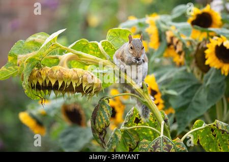 Squirrel hanging from giant sunflower eating the ripe sunflower seeds in an autumn garden - UK Stock Photo