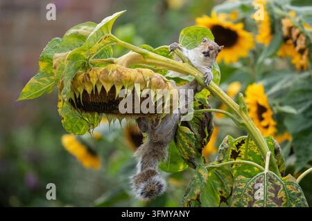 Squirrel hanging from giant sunflower eating the ripe sunflower seeds in an autumn garden - UK Stock Photo