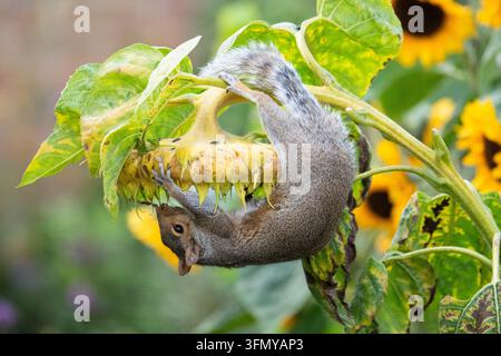 Squirrel hanging from giant sunflower eating the ripe sunflower seeds in an autumn garden - UK Stock Photo