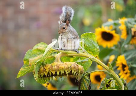 Squirrel hanging from giant sunflower eating the ripe sunflower seeds in an autumn garden - UK Stock Photo