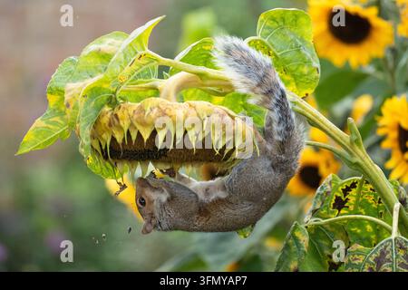 Squirrel hanging from giant sunflower eating the ripe sunflower seeds in an autumn garden - UK Stock Photo