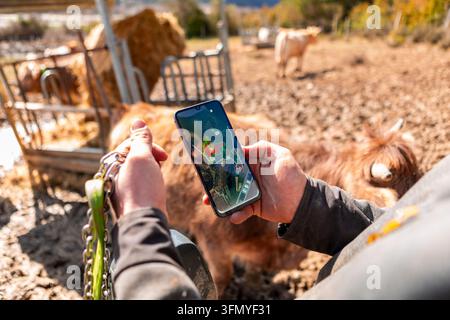 Farmer holds a smartphone displaying a GPS map while checking a tracking collar on cattle at a sunny livestock farm, illustrating digital herd monitor Stock Photo