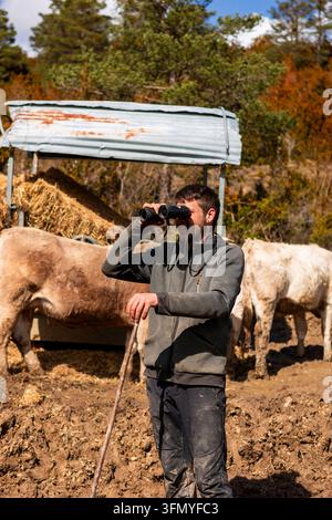 Young farmer stands beside cows at a rural shelter, using binoculars to observe the distant mountain landscape on a sunny day surrounded by trees and Stock Photo