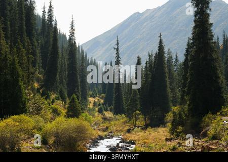 Tall spruce trees along a mountain stream in a deep valley, north of Kegety Pass, Kyrgyzstan. Stock Photo