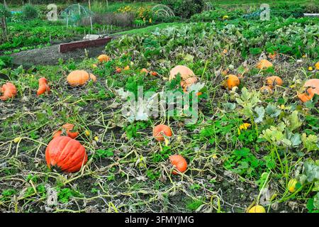 Vegetable garden filled with ripening pumpkins and tangled vines ready for picking during late summer Stock Photo