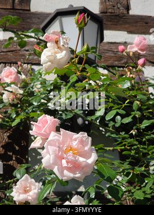 Close-up of delicate pink roses in full bloom with buds on climbing rose bush against half-timbered house wall with lantern in background, summer gard Stock Photo