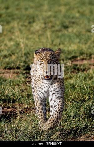 An intense tight portrait of a leopard walking straight at the camera, mouth open to show its teeth and eyes locked on the viewer. The shallow background keeps full attention on the predator's face. Stock Photo
