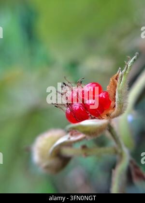 An extreme close-up macro photograph capturing a vibrant, glossy red wild raspberry (Rubus species) growing outdoors Stock Photo