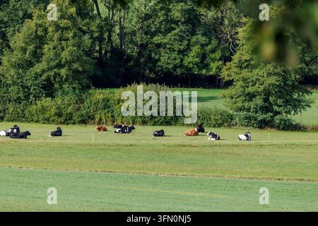 Steinau, Hesse, Germany - September 18, 2026: Cows grazing in a green pasture backed by a line of mixed deciduous forest. Stock Photo