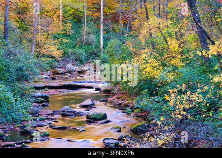 Looking Glass Creek tumbles over small rock ledges and mossy boulders through a forest ablaze with yellow, orange and red autumn foliage upstream from Looking Glass Falls in Pisgah National Forest near Brevard, North Carolina, USA. Stock Photo