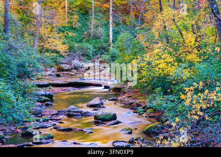 Looking Glass Creek tumbles over small rock ledges and mossy boulders through a forest ablaze with yellow, orange and red autumn foliage upstream from Looking Glass Falls in Pisgah National Forest near Brevard, North Carolina, USA. Stock Photo