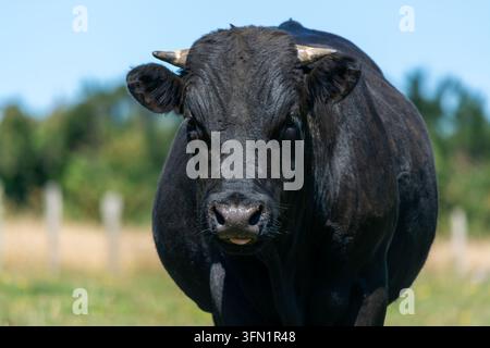Front view portrait of a strong black bull in a rural pasture Stock Photo
