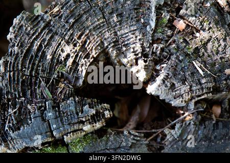 Close up view of decaying tree stump with rugged cracked bark, dark hollow center, moss patches, scattered forest debris, and weathered wood textures Stock Photo