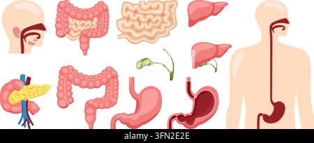 Human digestive system vector set featuring internal organs like stomach, intestines, liver, gallbladder, and esophagus on isolated white background. Stock Vector