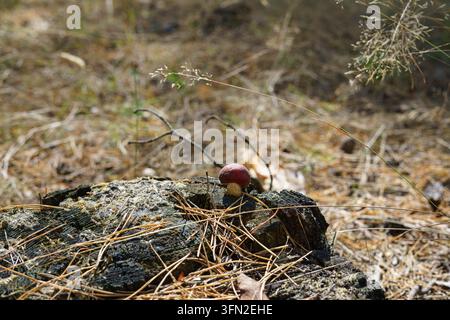 Wild mushroom growing among pine needles on forest floor Stock Photo