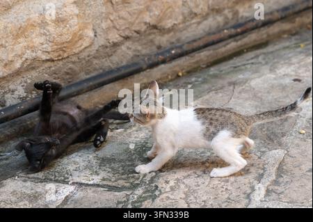 Playful tabby and white kittens tumbling on sunlit concrete beside rough stone wall in daylight, one kitten lying on back with paws raised Stock Photo