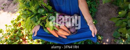 Farmer holding fresh harvest of beets and carrots in blue apron close up. Stock Photo