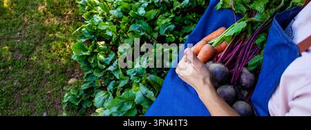 Farmer holding fresh harvest of beets and carrots in blue apron close up. Stock Photo