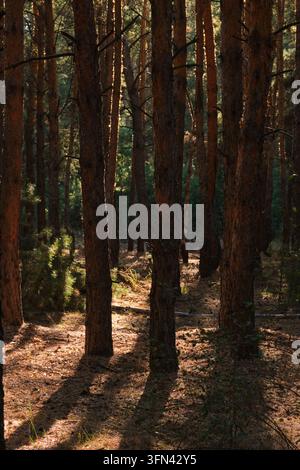 Dense pine forest with tall trees, soft sunlight filtering through branches, and shadows Stock Photo