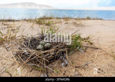 A detailed close-up of a well-camouflaged bird nest with speckled eggs hidden in a patch of dry grass among the dunes of Lencois Maranhenses. Stock Photo