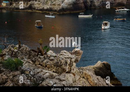 Solitary seagull resting on coastal cliffs overlooking a scenic bay with small boats, capturing natural coastal beauty, solitude, and relaxing seaside destination vibes, Isola Bella in Taormina Stock Photo