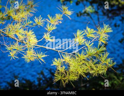 Close-up view of evergreen pine branches and long needles against a blue lake and softly blurred forest background. Stock Photo
