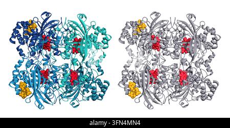 Human catalase tetramer peroxisomal enzyme, protein secondary structures (alpha helices and beta sheets), active site heme groups (red), and NADPH cof Stock Photo