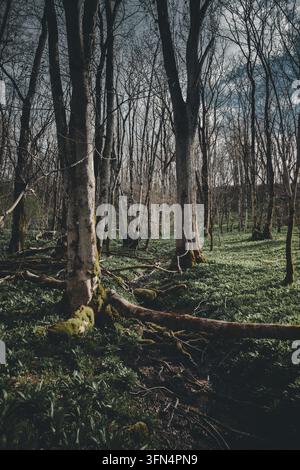 View of a lush forest floor covered in green vegetation with mossy tree trunks and fallen logs in Kunda, Laane-Viru County, Estonia. Stock Photo