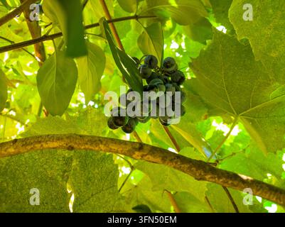 Low angle view of a bunch of ripe black grapes Vitis vinifera hanging on a grapevine with translucent green leaves backlit by sunlight. Stock Photo