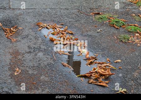 a rain puddle filled with fallen autumn leaves collecting on a weathered asphalt surface, highlighting poor street drainage and the need for road main Stock Photo