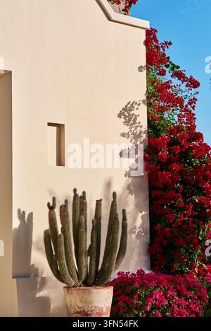 Potted cactus against a sunlit stucco wall with red bougainvillea and blue sky, Baja California Sur, Mexico Stock Photo